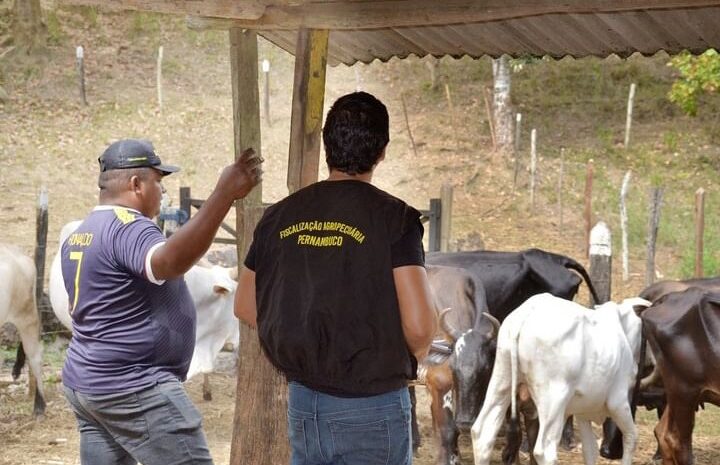  JAQUEIRA: Campanha de vacinação contra febre aftosa imuniza rebanho em até o dia 30.